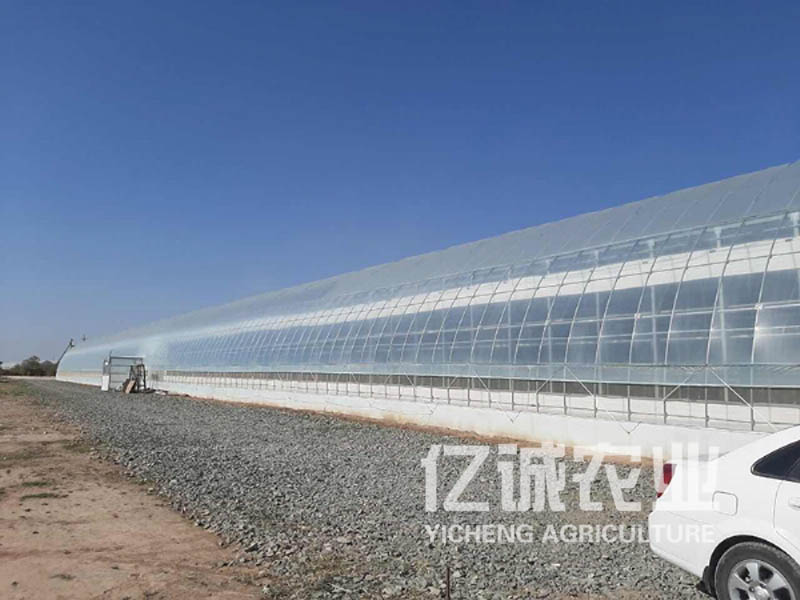 乌兹别克斯坦薄膜连栋温室工程项目